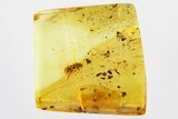 Detailed Fossil False Flower Beetle (Scraptiidae) in Baltic Amber #321746-1